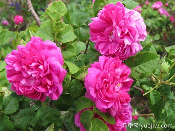 乔森哈特月季/格伦多拉/波特兰邱园(图1) 乔森哈特月季/格伦多拉/波特兰邱园(图1)