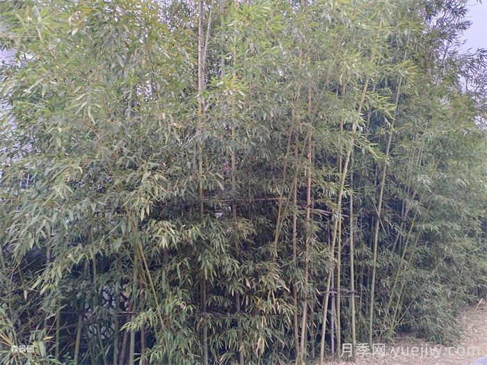 刚竹(图3)
