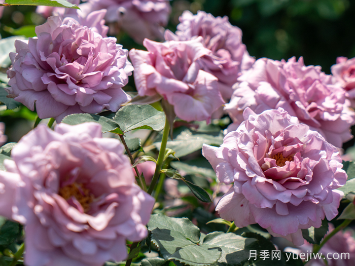 轻烟月季(图4)