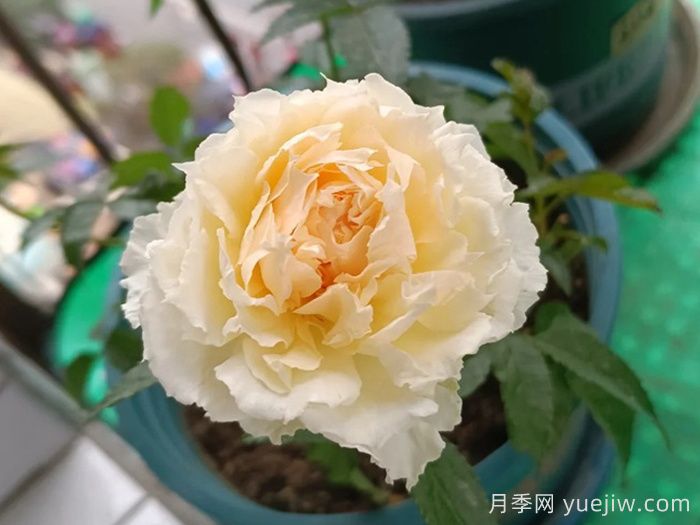狄安娜阳台月季(图1) 狄安娜阳台月季(图1)
