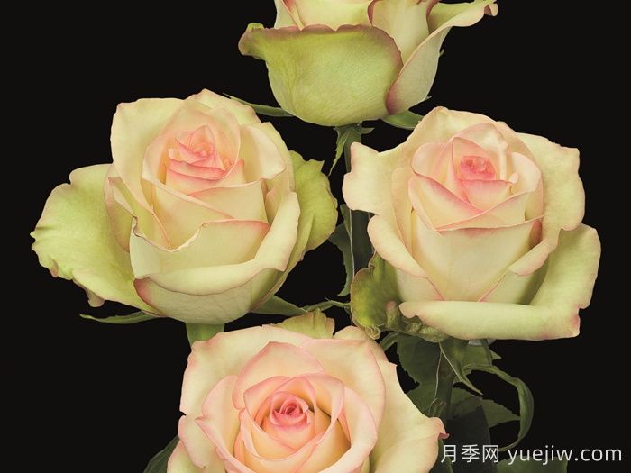 疯狂钻石月季(图2) 疯狂钻石月季(图2)