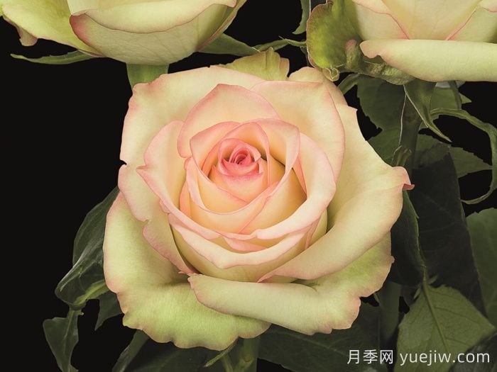 疯狂钻石月季(图1) 疯狂钻石月季(图1)