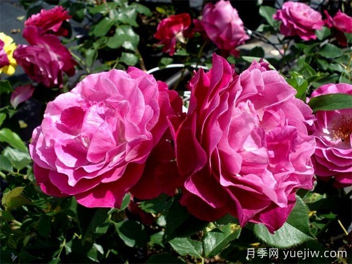 无垠蓝天月季/蓝色伊甸园月季(图2) 无垠蓝天月季/蓝色伊甸园月季(图2)