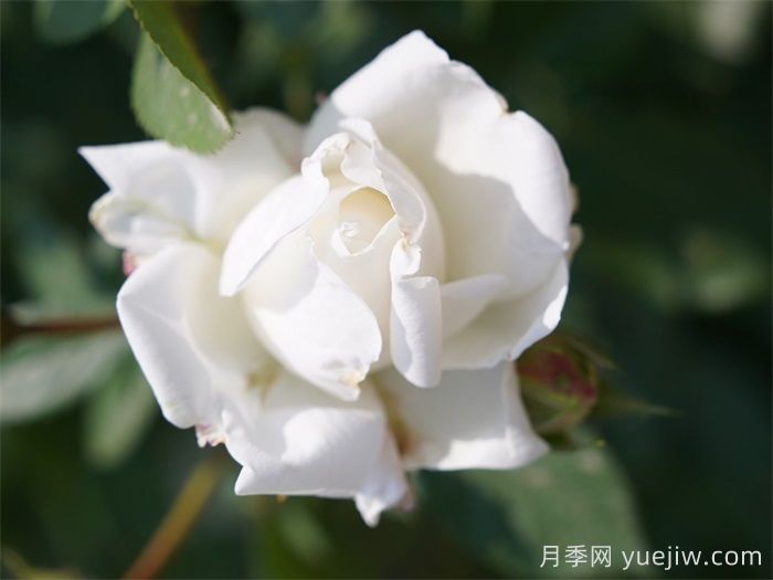 雪夫人月季(图1)