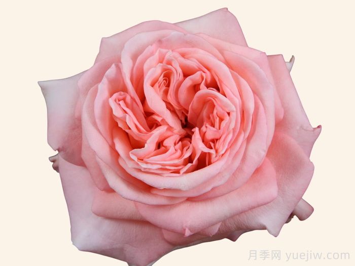 伦敦眼月季(图1)