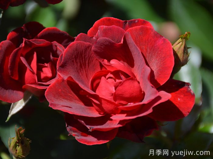 血腥玛丽月季/红磨坊街景/砖房(图1) 血腥玛丽月季/红磨坊街景/砖房(图1)