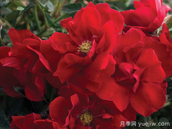 血腥玛丽月季/红磨坊街景/砖房(图2) 血腥玛丽月季/红磨坊街景/砖房(图2)