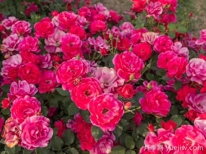西子景行月季(图2) 西子景行月季(图2)
