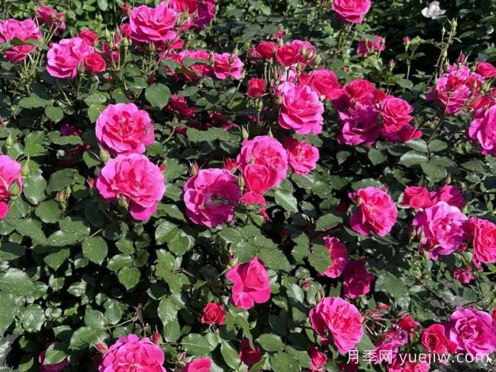 西子景行月季(图1) 西子景行月季(图1)