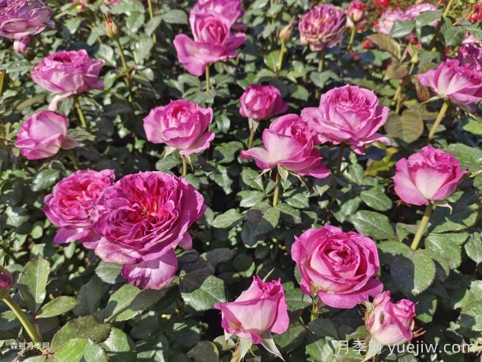 蓝莓蛋糕月季/蒂耶里马尔克斯(图5) 蓝莓蛋糕月季/蒂耶里马尔克斯(图4)