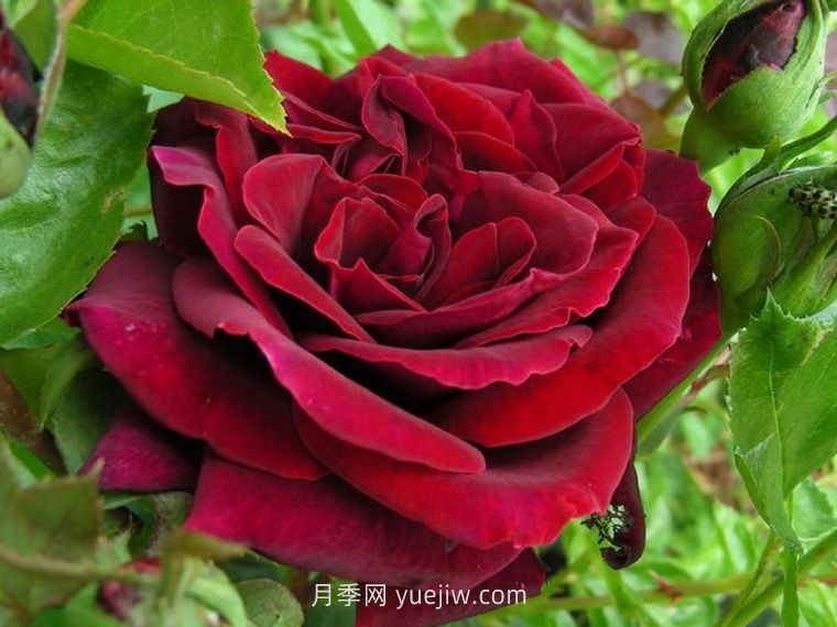 黑夫人月季(图1) 黑夫人月季(图1)