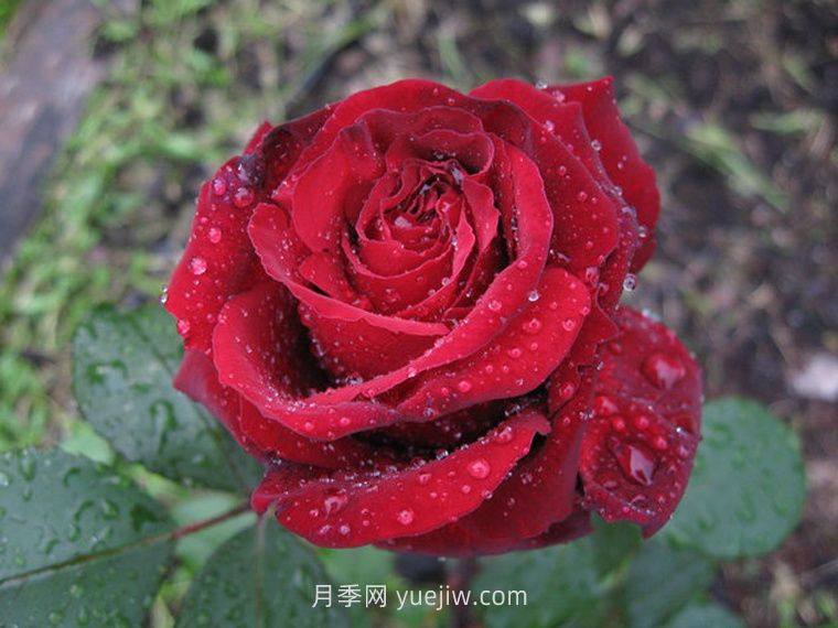 黑夫人月季(图2) 黑夫人月季(图2)