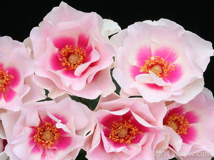 公牛的眼睛月季(图3)