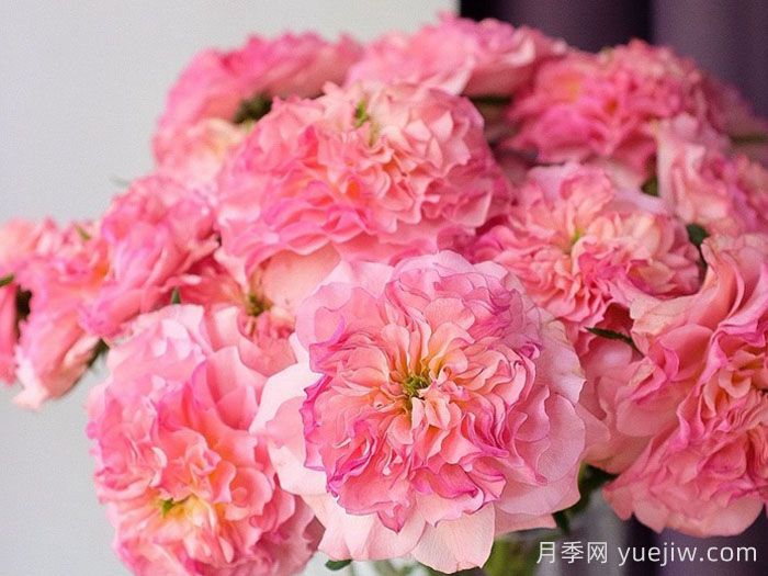 克鲁琳达月季(图1) 克鲁琳达月季(图1)