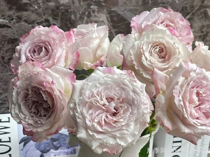 贝拉琳达仙女月季/仙女琳达月季(图1) 贝拉琳达仙女月季/仙女琳达月季(图1)