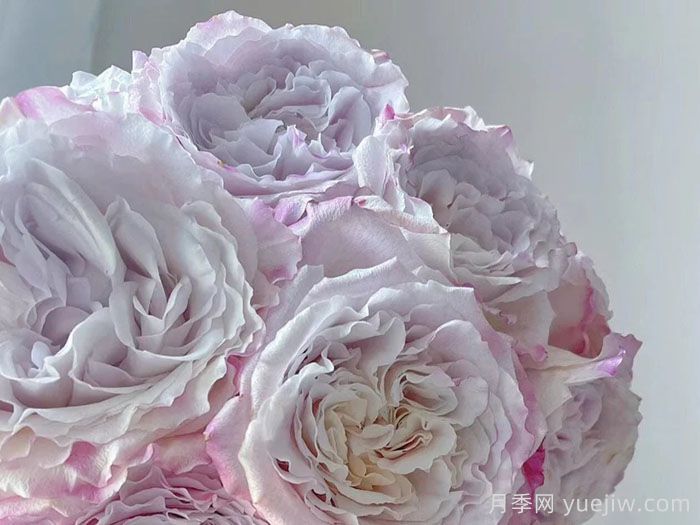 贝拉琳达仙女月季/仙女琳达月季(图2) 贝拉琳达仙女月季/仙女琳达月季(图2)