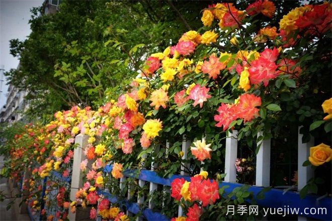 香飘九州美不胜收!丹阳惊现五彩月季花墙场景!(图1) 香飘九州美不胜收!丹阳惊现五彩月季花墙场景!(图1)