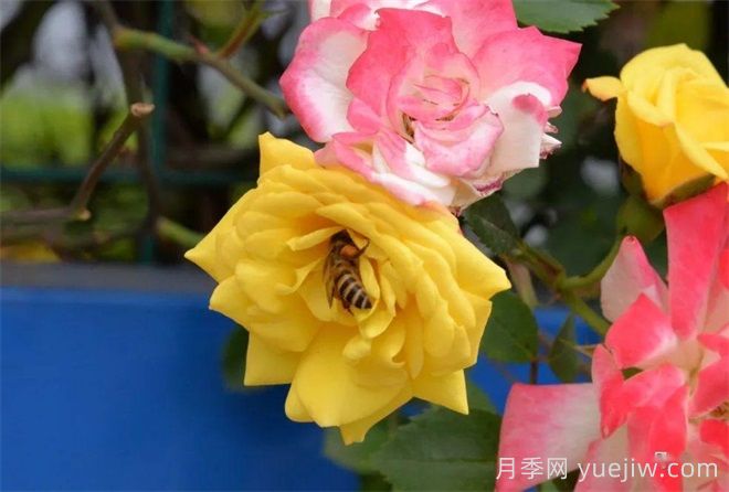 香飘九州美不胜收!丹阳惊现五彩月季花墙场景!(图2) 香飘九州美不胜收!丹阳惊现五彩月季花墙场景!(图2)