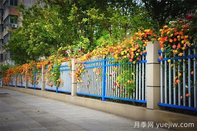 香飘九州美不胜收!丹阳惊现五彩月季花墙场景!(图3) 香飘九州美不胜收!丹阳惊现五彩月季花墙场景!(图3)