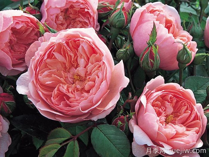 18种漂亮的藤本月季灌木月季微型月季，夏天可以养(图1)