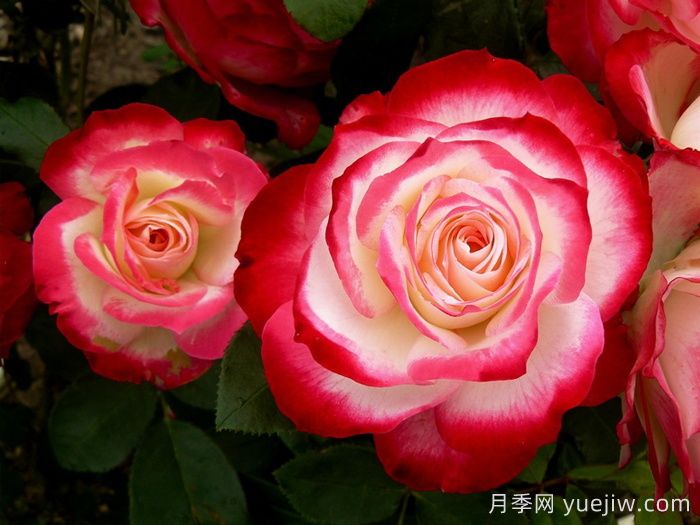 18种漂亮的藤本月季灌木月季微型月季，夏天可以养(图3)