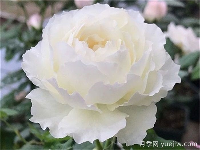 18种漂亮的藤本月季灌木月季微型月季，夏天可以养(图4)