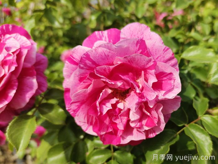 18种漂亮的藤本月季灌木月季微型月季，夏天可以养(图5)