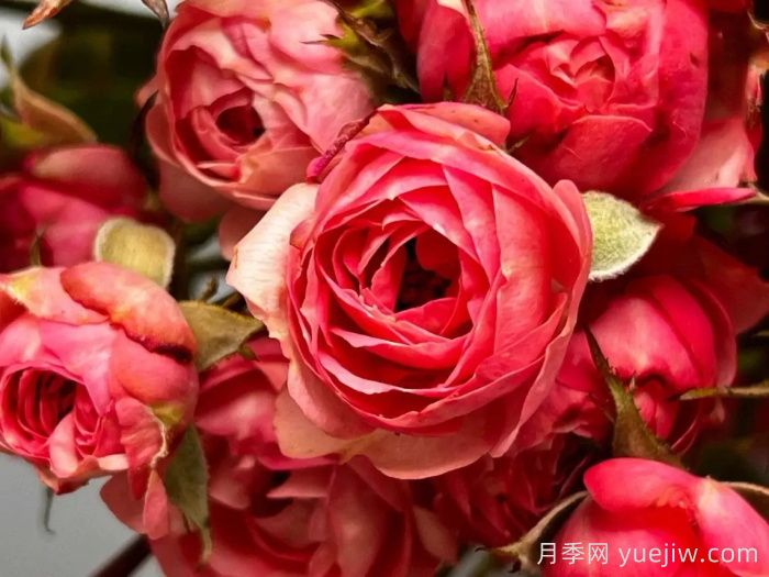 18种漂亮的藤本月季灌木月季微型月季，夏天可以养(图8)