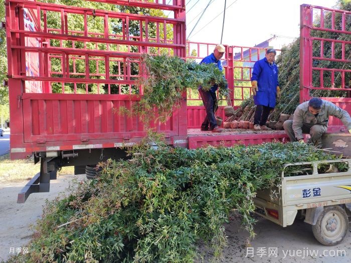 南阳卧龙:互联网平台助力月季产业发展(图1) 南阳卧龙:互联网平台助力月季产业发展(图1)