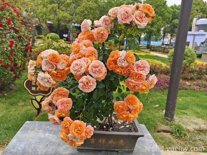 月季3年没换土，新芽却茂盛，如何做的？(图1)