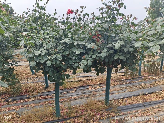 古桩月季树的夏季管理技术(图1) 古桩月季树的夏季管理技术(图1)