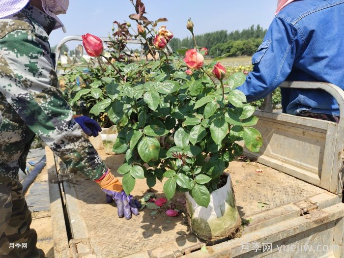 夏天月季长得好,这几点养护要求要做到(图1) 夏天月季长得好,这几点养护要求要做到(图1)