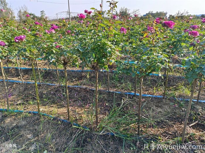 夏天月季长得好,这几点养护要求要做到(图2) 夏天月季长得好,这几点养护要求要做到(图2)