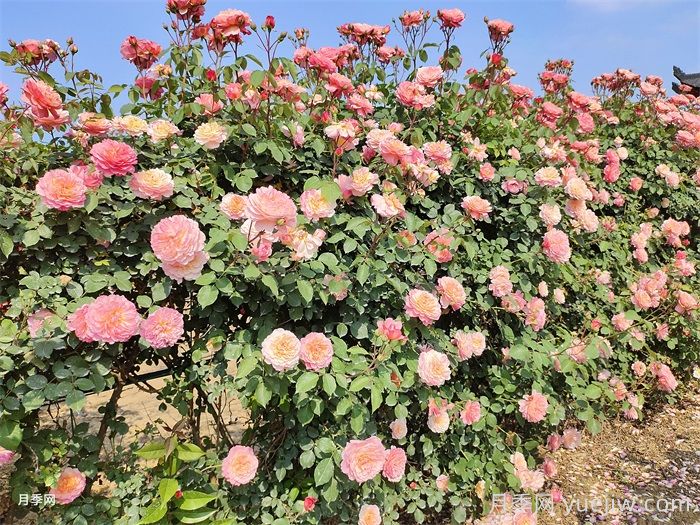 南方地区为什么养不好藤本月季？三个关键原因(图1)