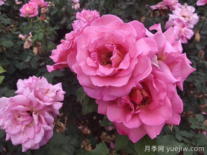 关于月季的历史文化,你知道多少?(图1) 关于月季的历史文化,你知道多少?(图1)