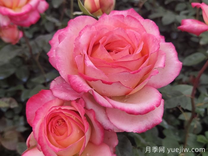 据说大花月季有上万个品种？大花月季品种大全(图3)