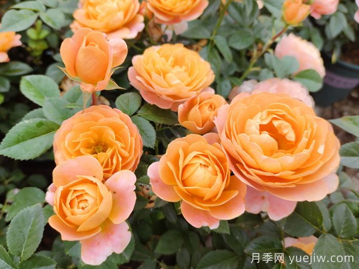 月季品种总结大全，详细的月季品种选择(图3)