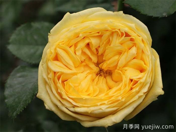 总结4种盆栽月季,好看好养惊艳时光(图3) 总结4种盆栽月季,好看好养惊艳时光(图3)