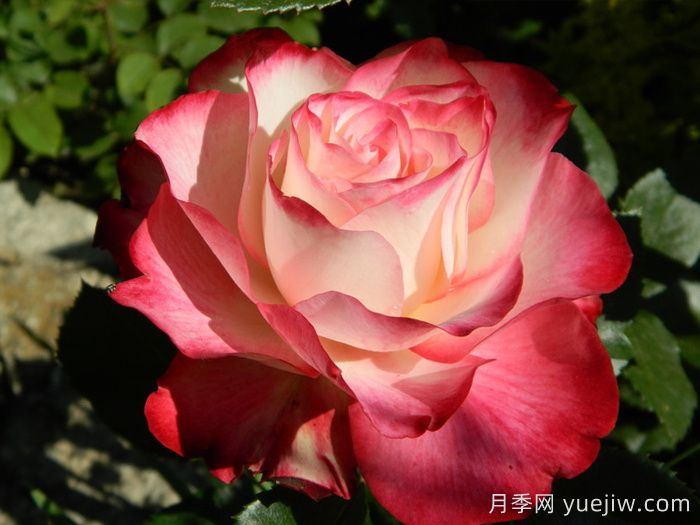 总结4种盆栽月季,好看好养惊艳时光(图4) 总结4种盆栽月季,好看好养惊艳时光(图4)