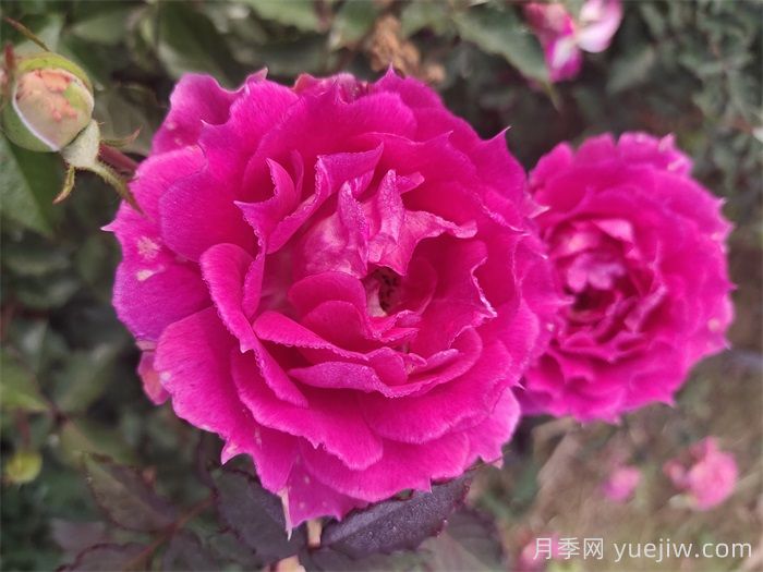 月季花什么品种好看？9大惊艳的月季品种(图1)