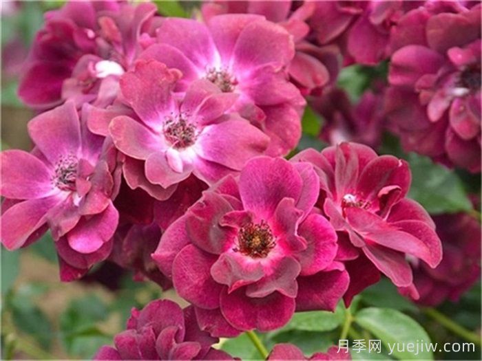 月季花什么品种好看？9大惊艳的月季品种(图4)