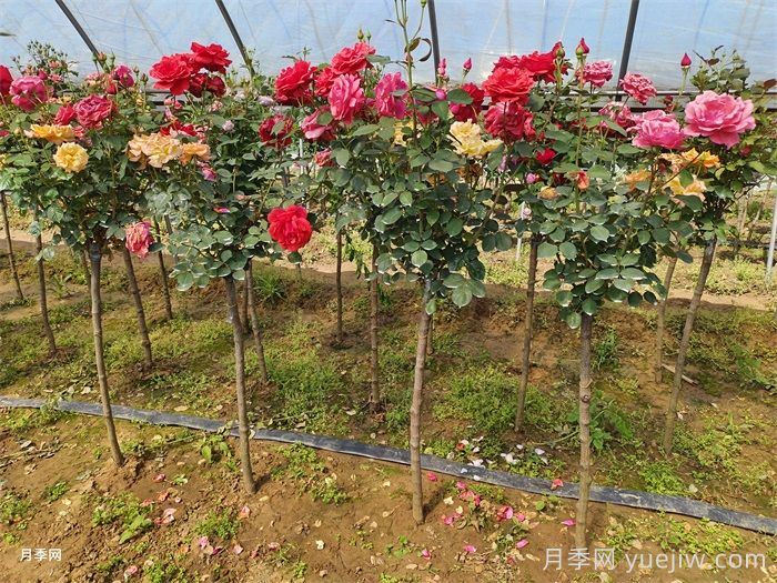 月季树嫁接详细教程,实现一树多花(图1) 月季树嫁接详细教程,实现一树多花(图1)