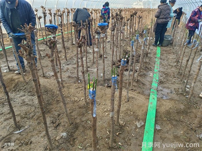 月季树嫁接详细教程,实现一树多花(图2) 月季树嫁接详细教程,实现一树多花(图2)