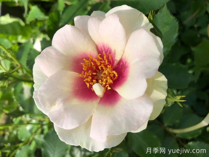 公牛的眼睛月季(图2)