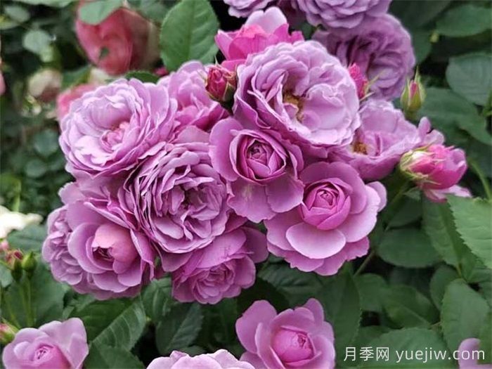盘点热门的蓝紫色月季品种，你喜欢哪一款？(图3)