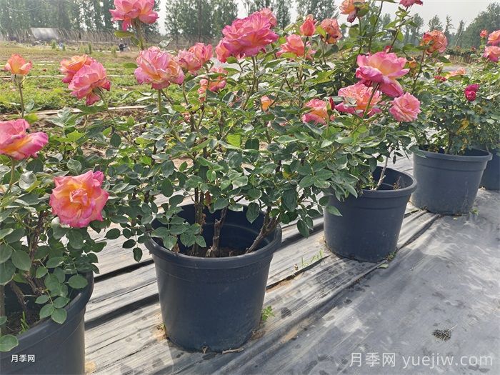 秋天养月季掌握4个要点，才能开花爆盆(图1)