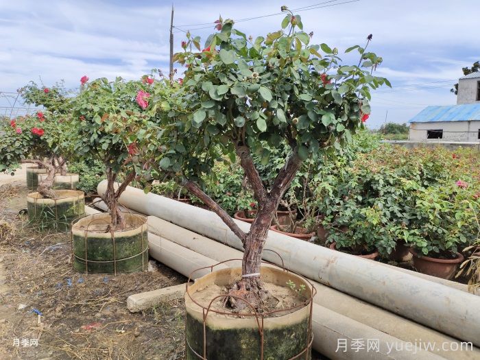 盆栽月季养护剪枝，这几点一定要留意(图1)