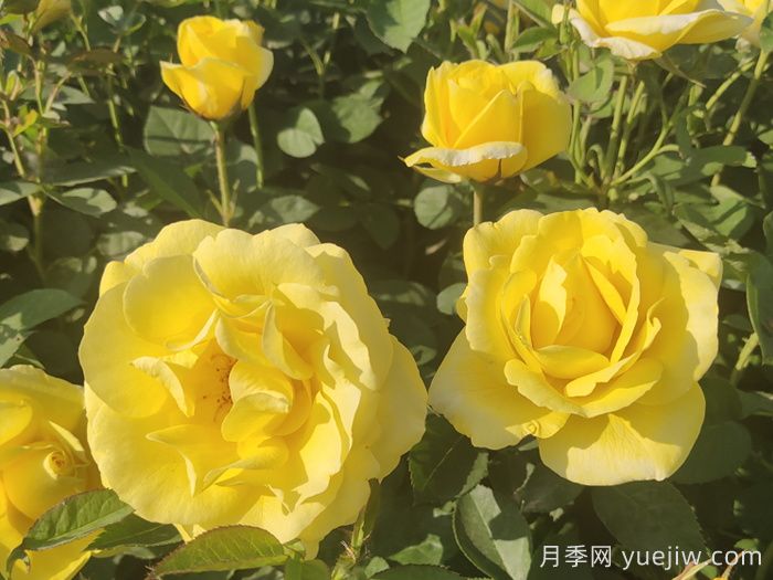 大花月季主要有哪些花色和品种？(图4)