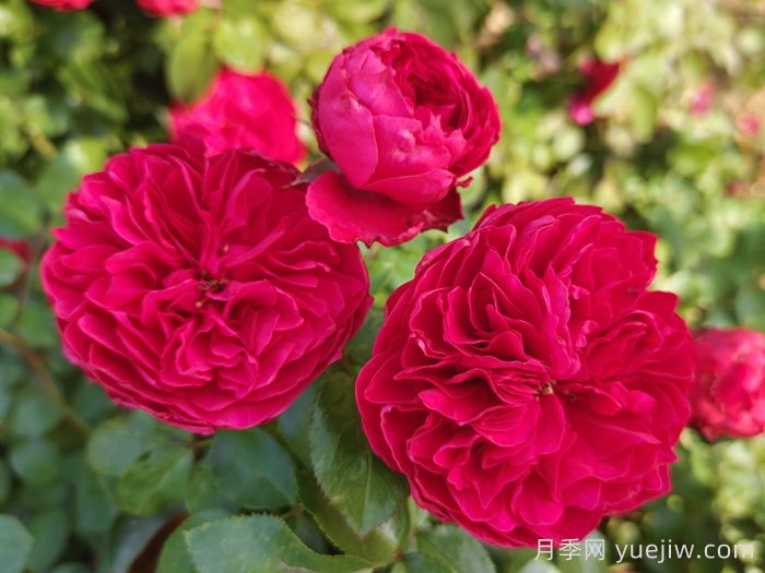 东北冬天月季也能开花，按这2个要求(图1)