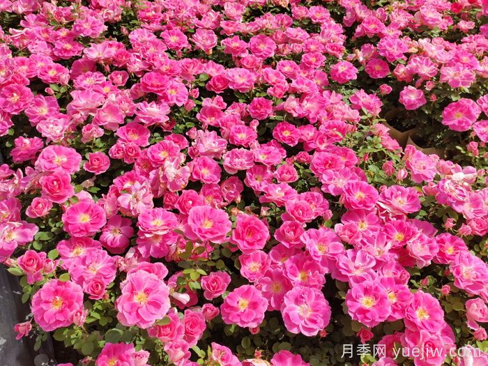 什么是丰花月季,它有什么特点?(图1) 什么是丰花月季,它有什么特点?(图1)